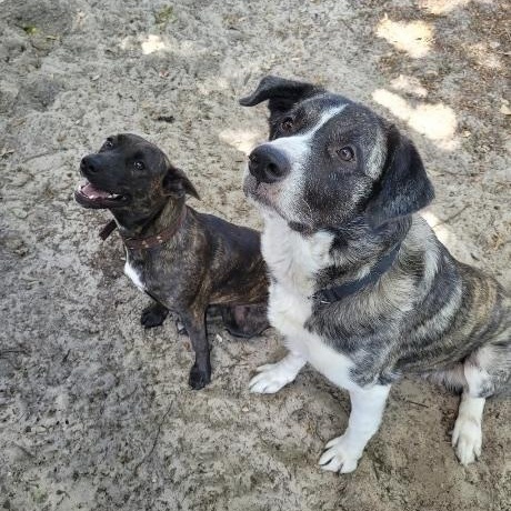 Enlarge Minnie , a ADOPTABLE mixed breed in New Port Richey, FL image 6/6