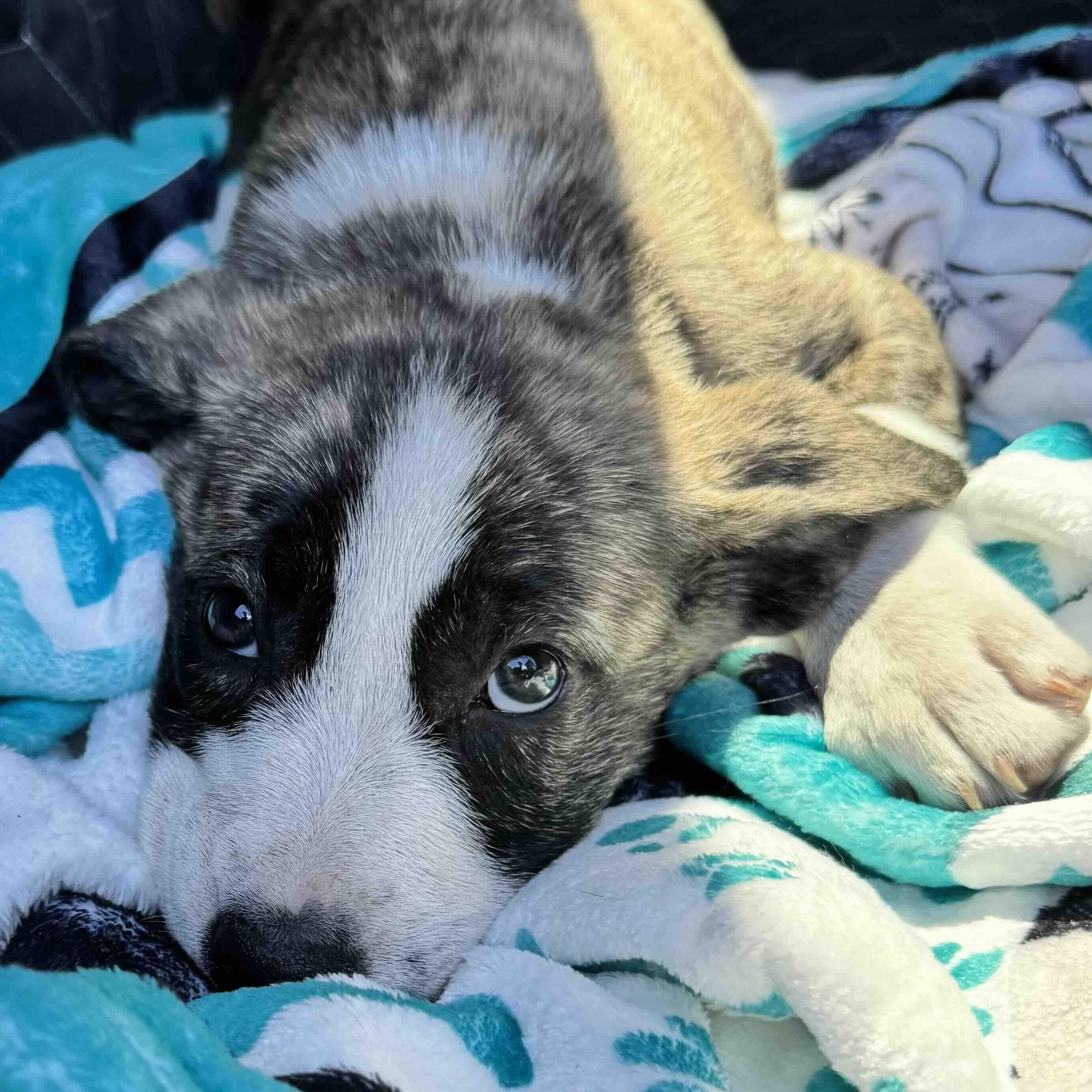 Enlarge Minnie , a ADOPTABLE mixed breed in New Port Richey, FL image 2/6