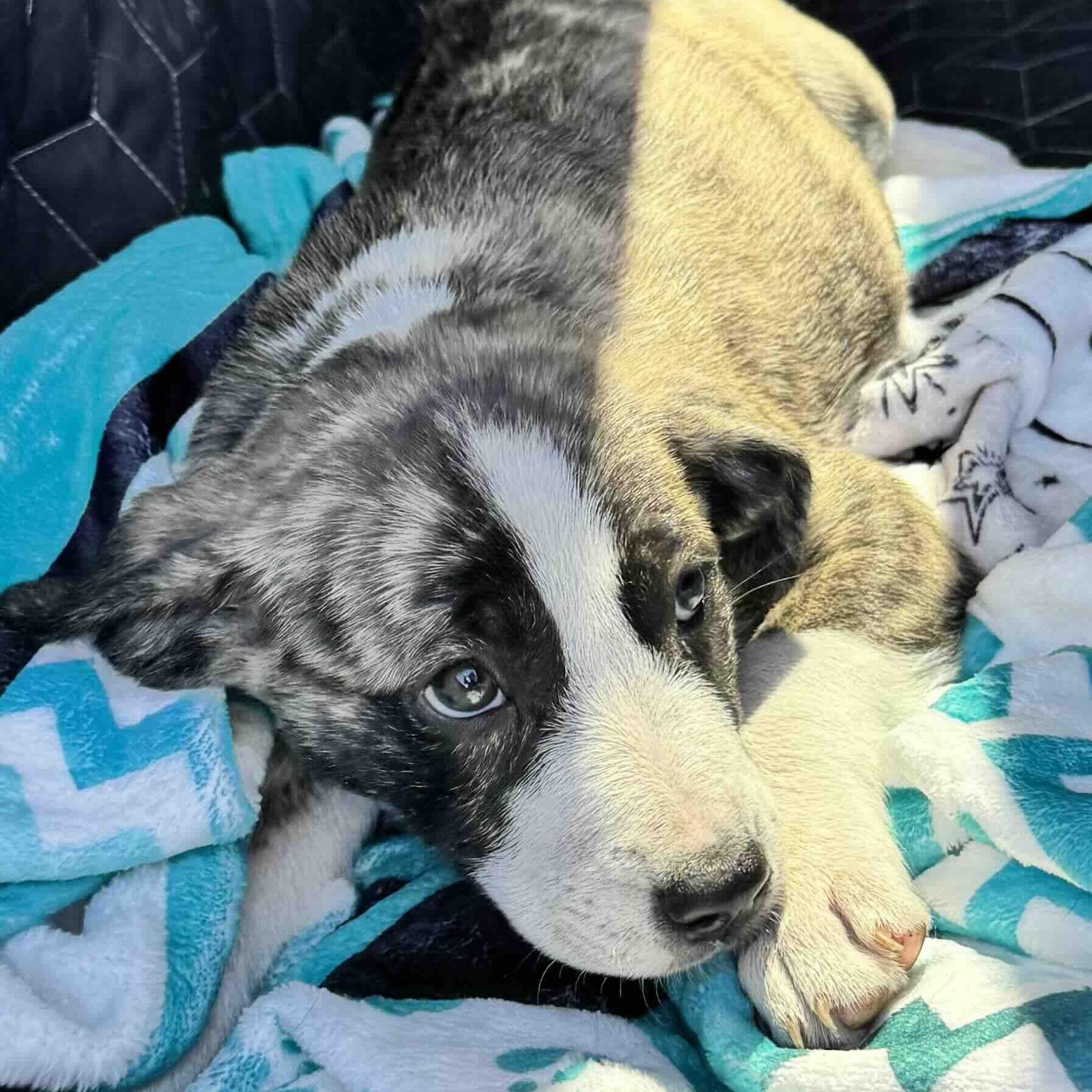 Enlarge Minnie , a ADOPTABLE mixed breed in New Port Richey, FL image 5/6