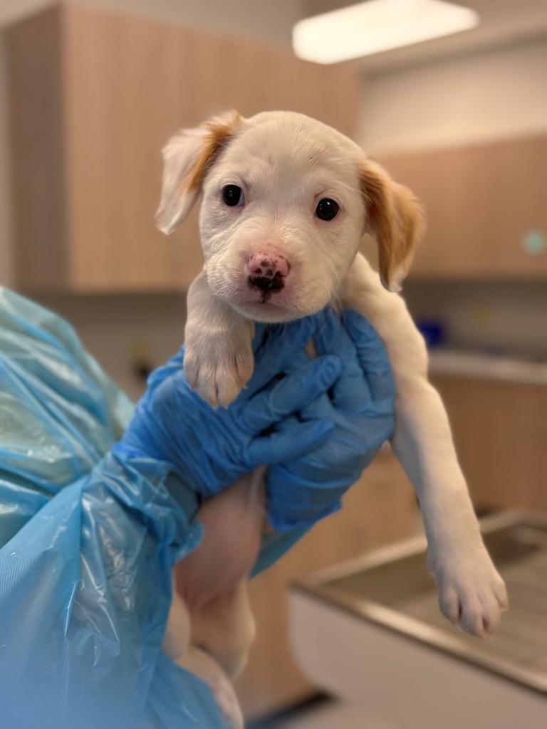 Cotton Swab, Adoptable, Puppy Female Pit Bull Terrier & Mixed Breed.
