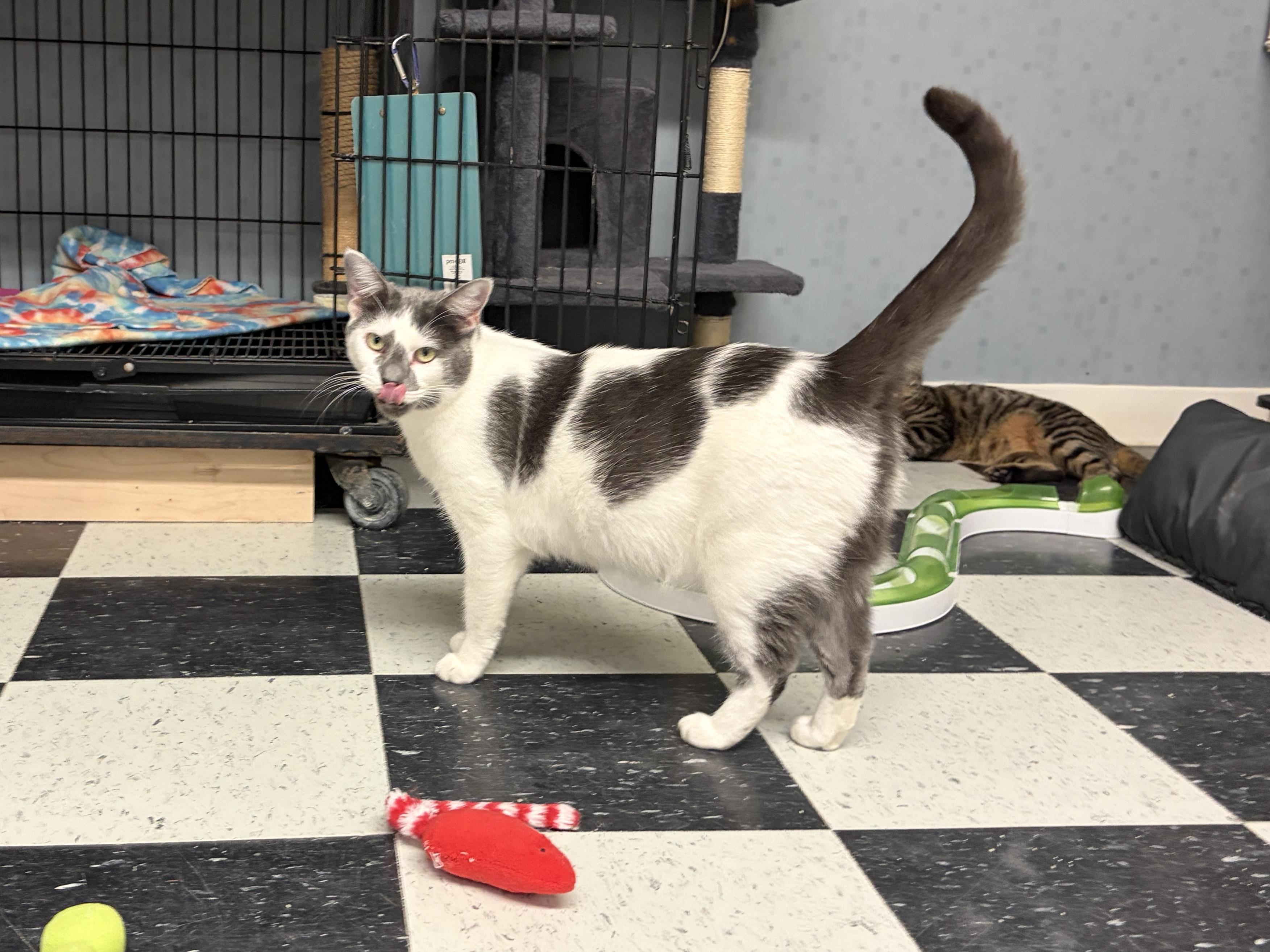 Enlarge Anastasia, a ADOPTABLE Domestic Short Hair in Perry, GA image 2/2