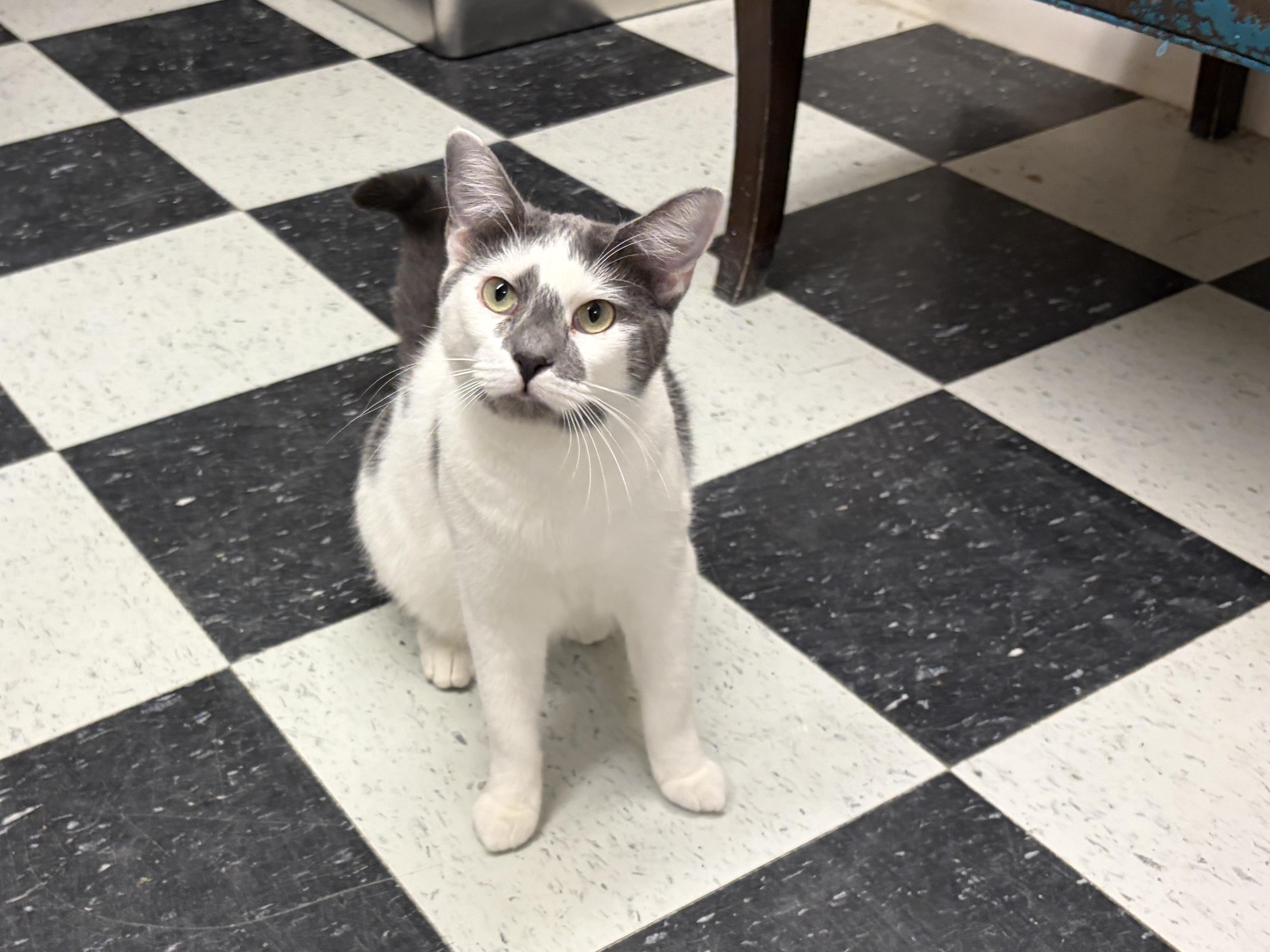 Anastasia, ADOPTABLE, Young Female Domestic Short Hair.