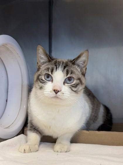 Enlarge Jill, a Adoptable Domestic Short Hair in Lafayette, IN image 1/1