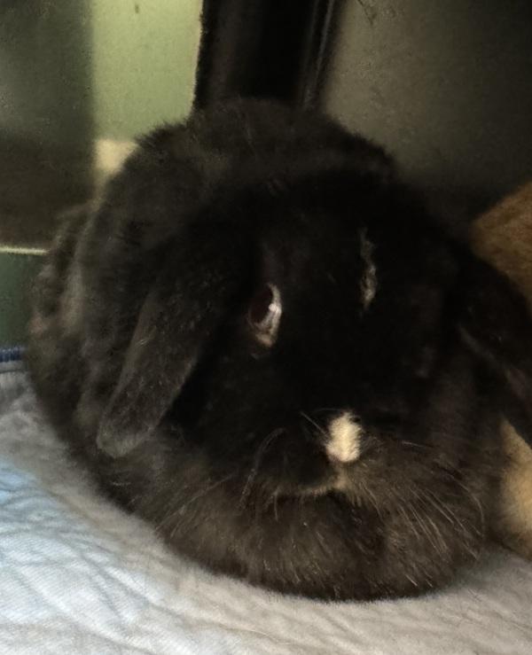 Enlarge Pixie, a Adoptable mixed breed in Golden, CO image 1/1