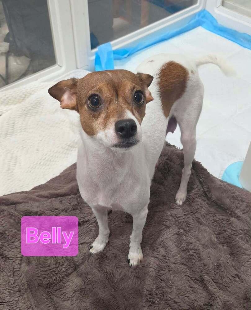 Belly, Adoptable, Adult Female Chihuahua.