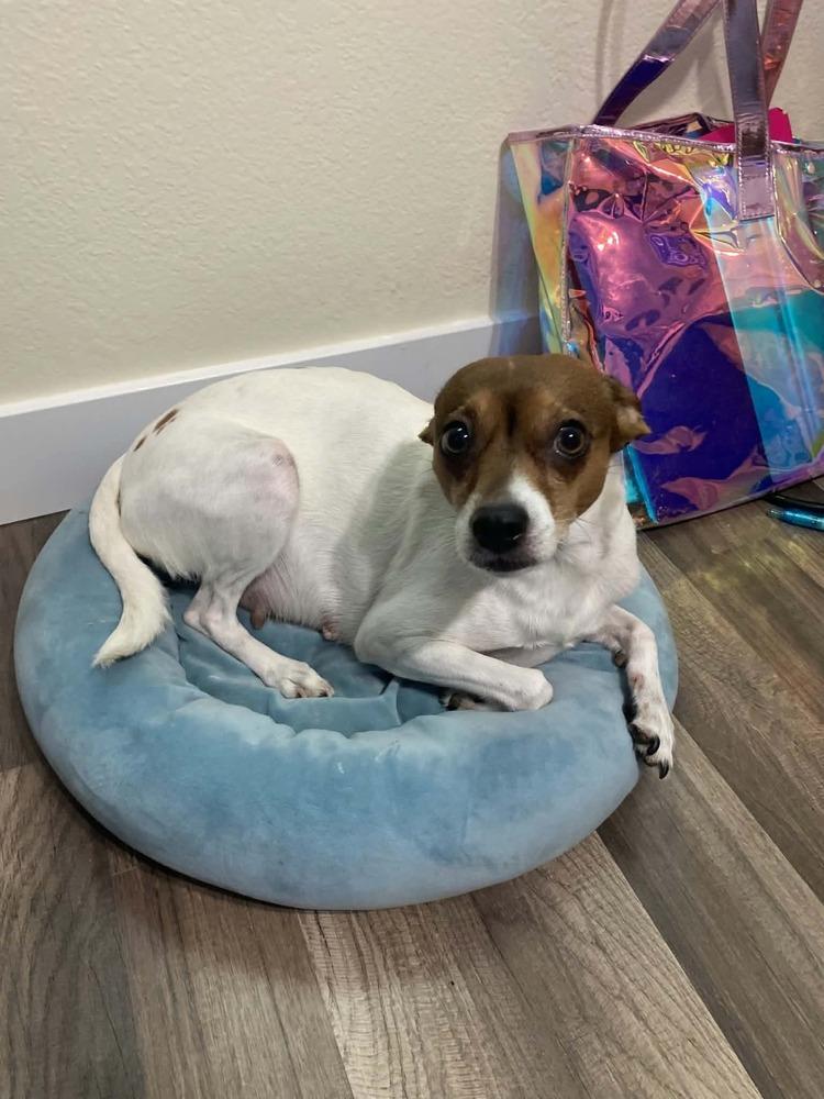 Enlarge Belly, a Adoptable mixed breed in Aurora, CO image 2/4