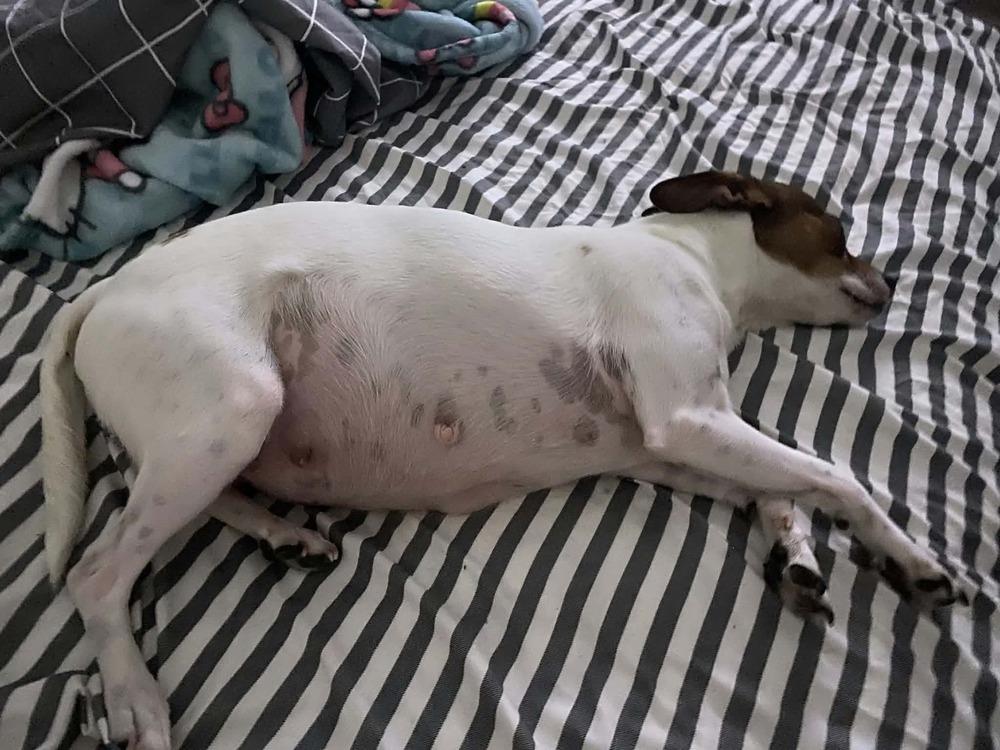 Enlarge Belly, a Adoptable mixed breed in Aurora, CO image 4/4