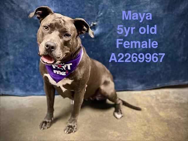 MAYA, Adoptable, Adult Female Pit Bull Terrier.