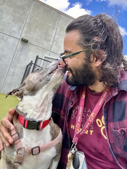 Margery, Adoptable, Senior Female Pit Bull Terrier & Mixed Breed.