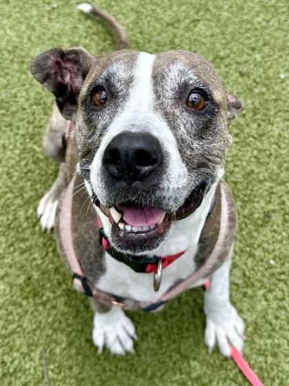 Margery, a Adoptable mixed breed in Wichita, KS image 2/3
