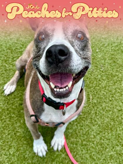 Margery, a Adoptable mixed breed in Wichita, KS image 3/3