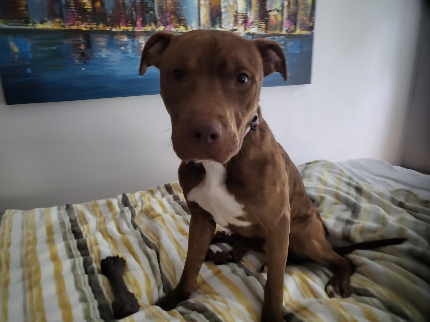 Happy Gilmore, Adoptable, Young Male Pit Bull Terrier.