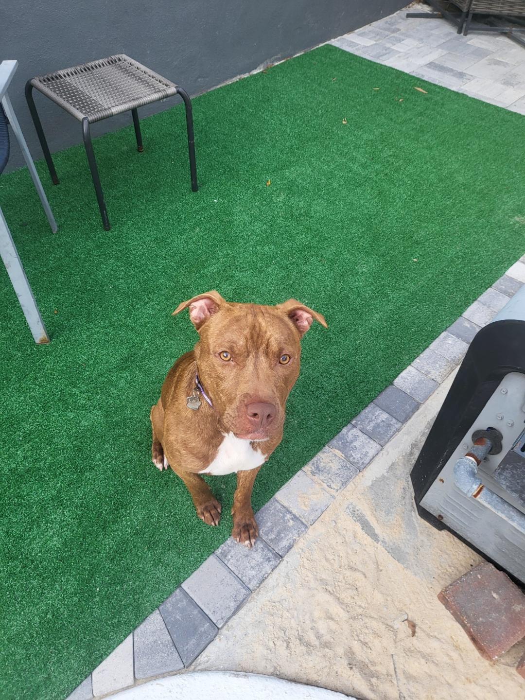 Happy Gilmore, a Adoptable mixed breed in Lakeland, FL image 2/4