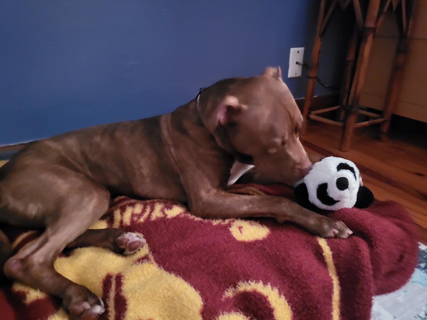 Happy Gilmore, a Adoptable mixed breed in Lakeland, FL image 3/4