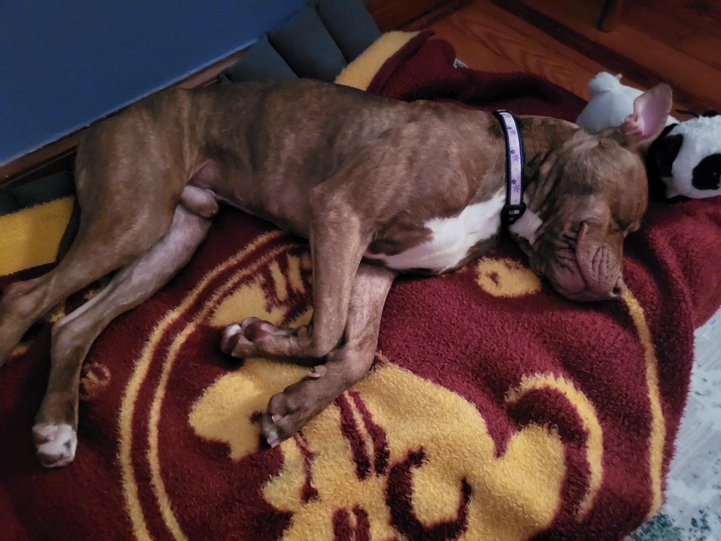 Happy Gilmore, a Adoptable mixed breed in Lakeland, FL image 4/4