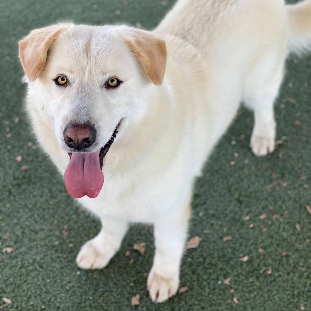 Neptune, Adoptable, Adult Male Great Pyrenees & Mixed Breed.