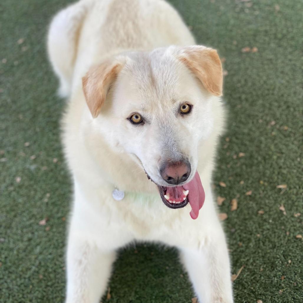 Enlarge Neptune, a Adoptable mixed breed in Riverside, CA image 2/6