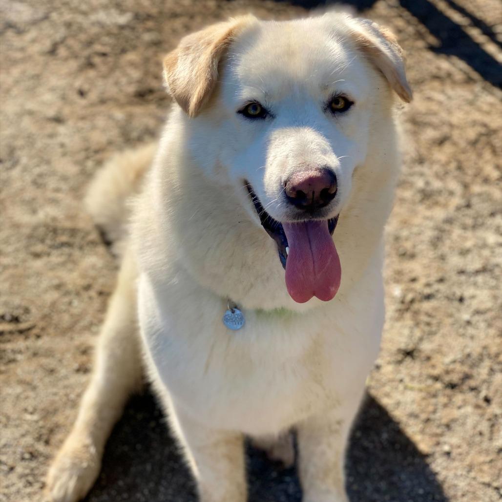 Enlarge Neptune, a Adoptable mixed breed in Riverside, CA image 4/6