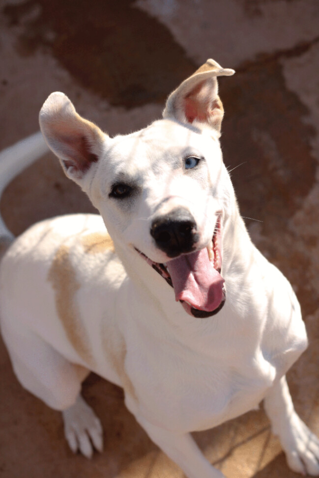 Lisbeth, a Adoptable mixed breed in Guthrie, OK image 1/2
