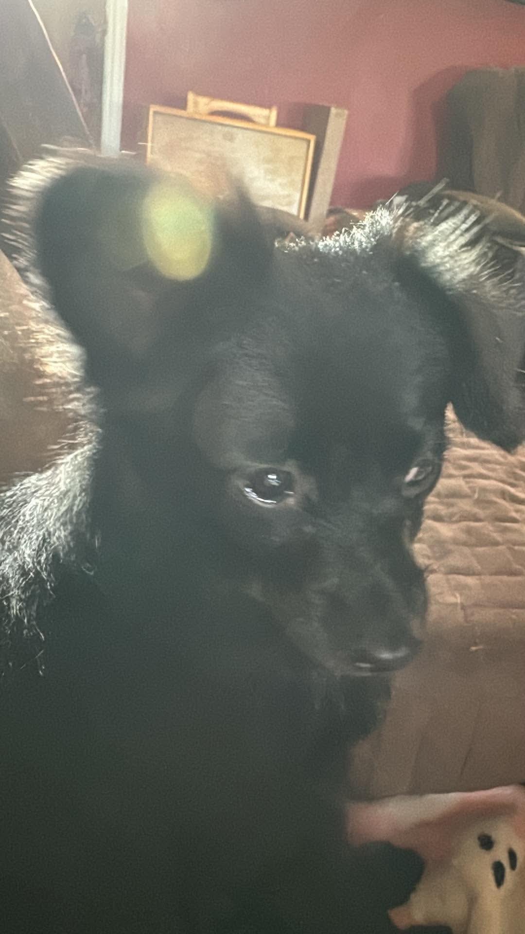 Amara, ADOPTABLE, Young Female Pomeranian.