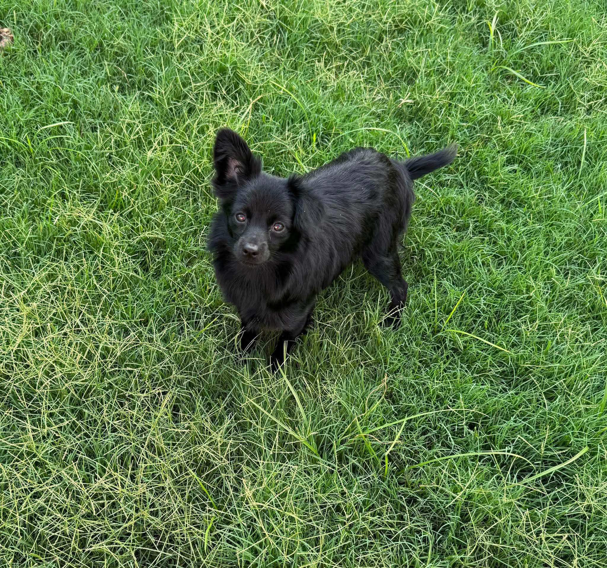 Enlarge Amara, an adopted mixed breed in Wichita Falls, TX image 5/5