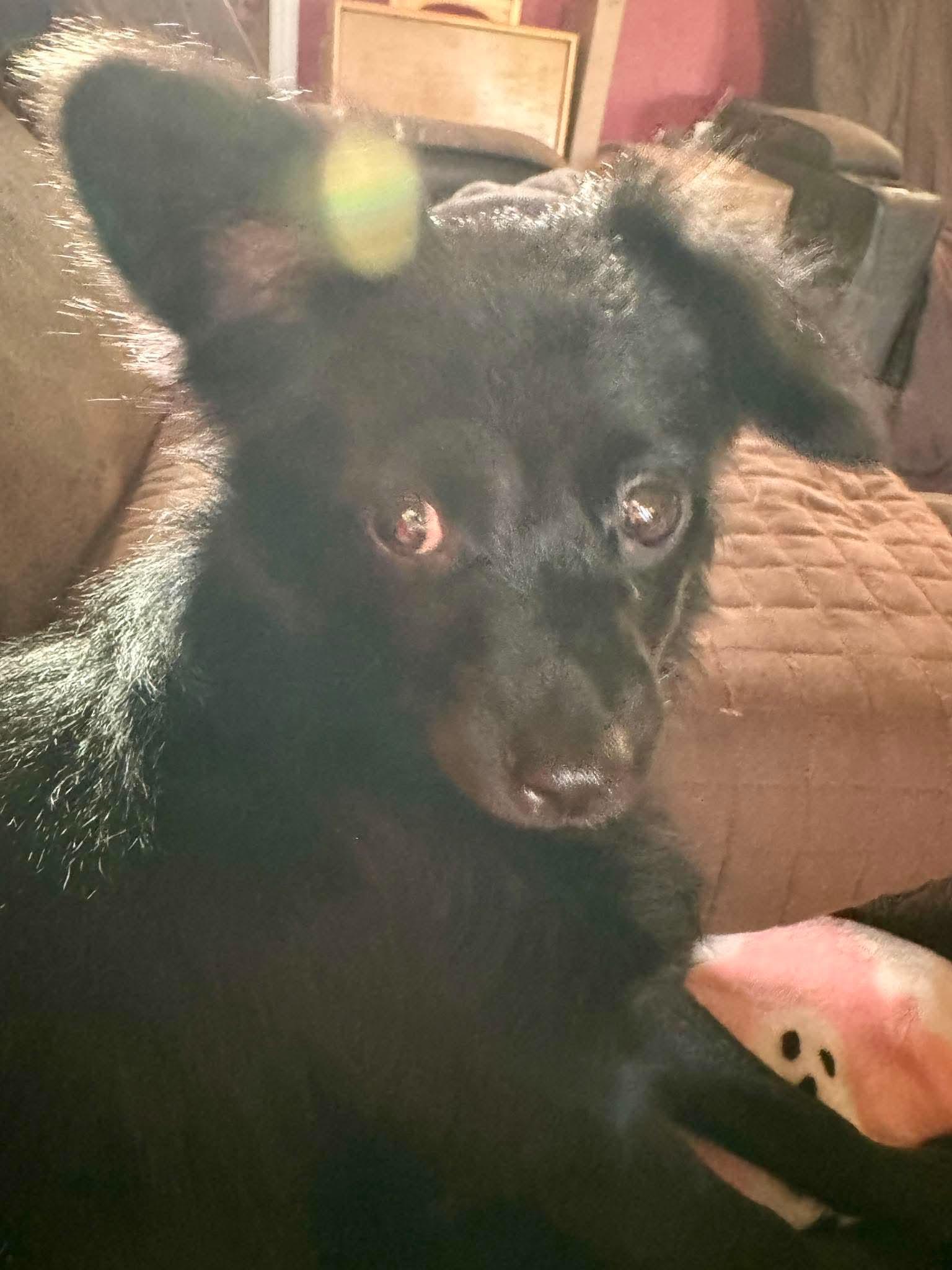 Enlarge Amara, an adopted mixed breed in Wichita Falls, TX image 2/5