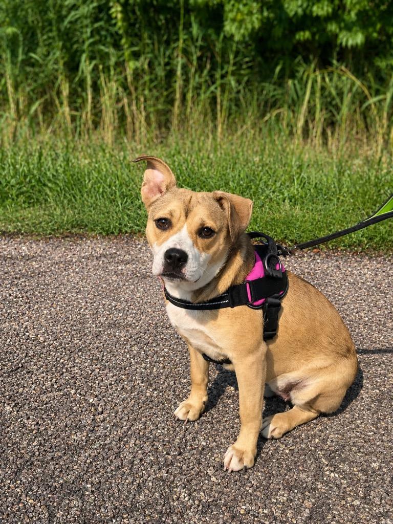 Enlarge Bunny, a Adoptable mixed breed in Centralia, IL image 1/1