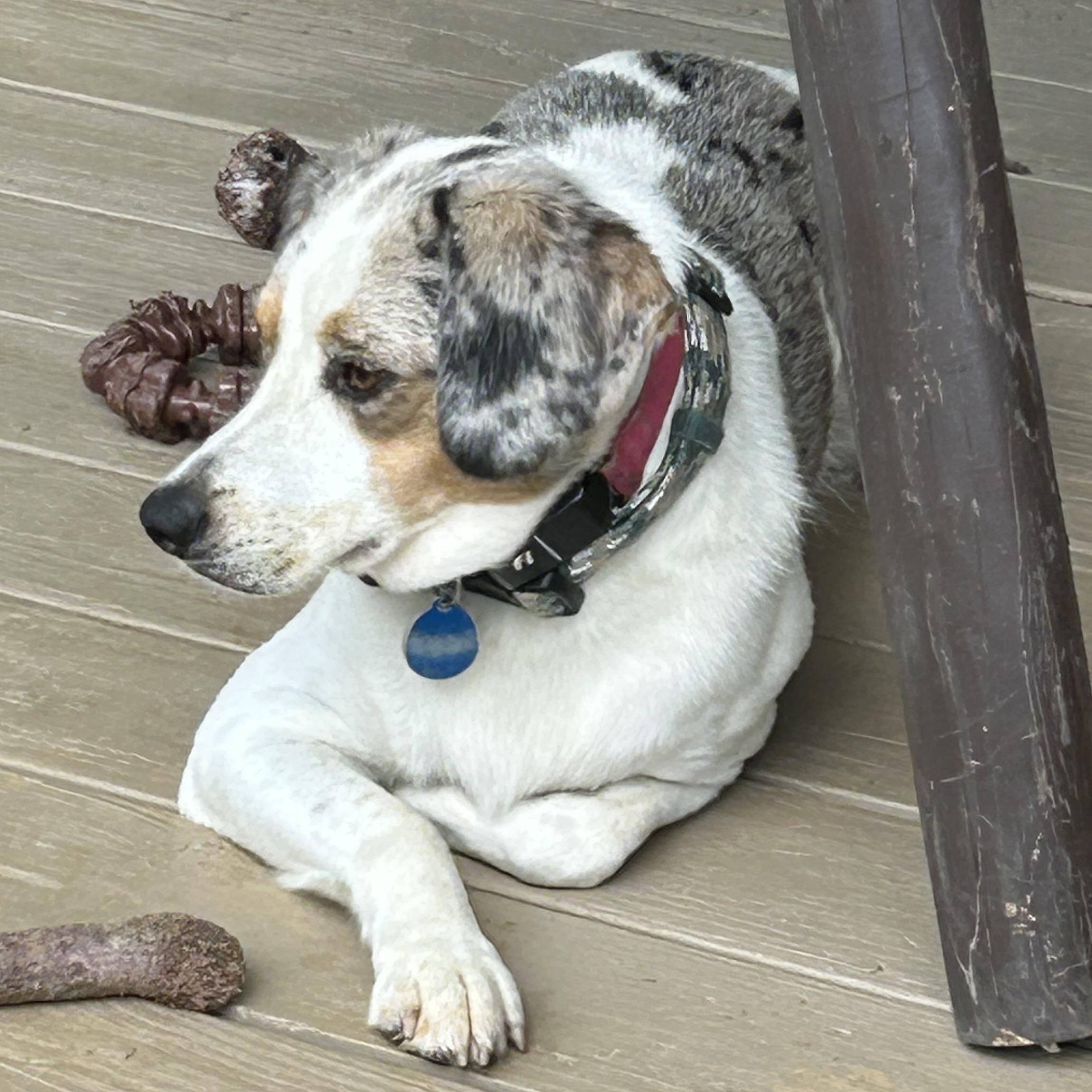 Rex, Adoptable, Adult Male Beagle & Australian Shepherd.