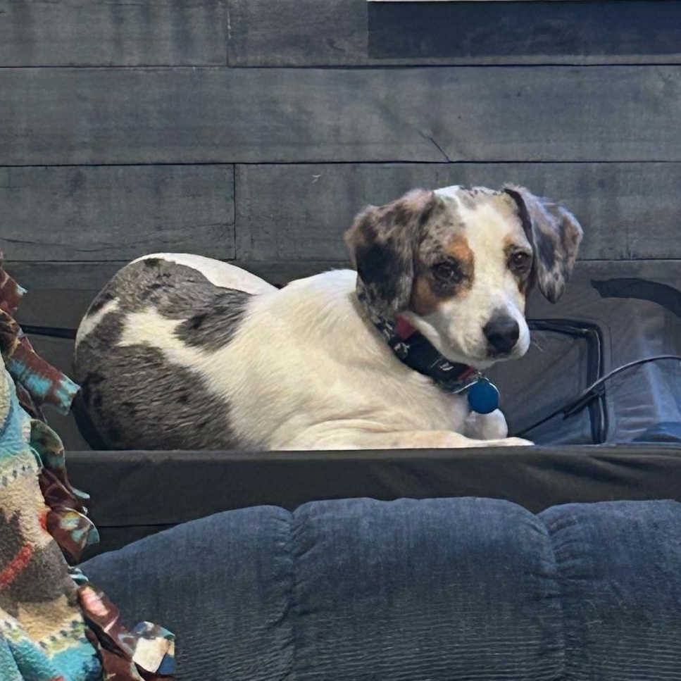 Rex, adoptable, Adult Male Beagle & Australian Shepherd.
