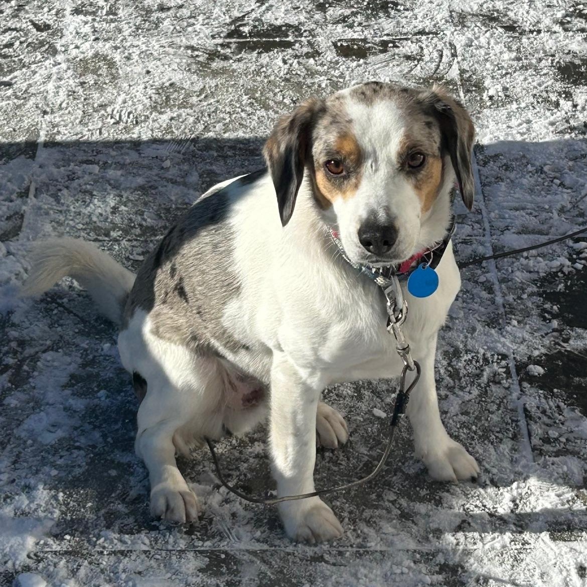 Rex, an adoptable mixed breed in Stoughton, MA image 3/3