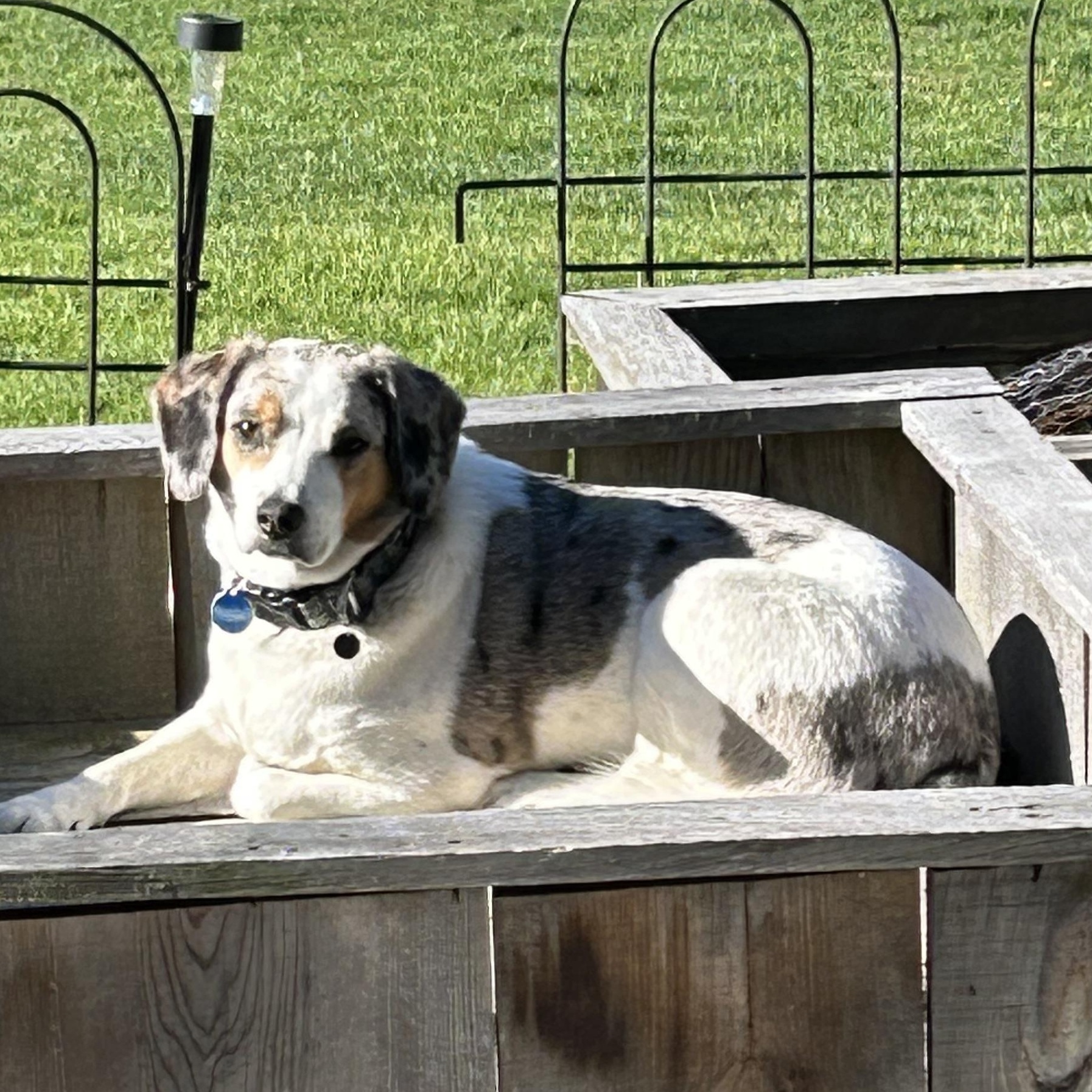 Enlarge Rex, a Adoptable mixed breed in Callaway, VA image 6/6