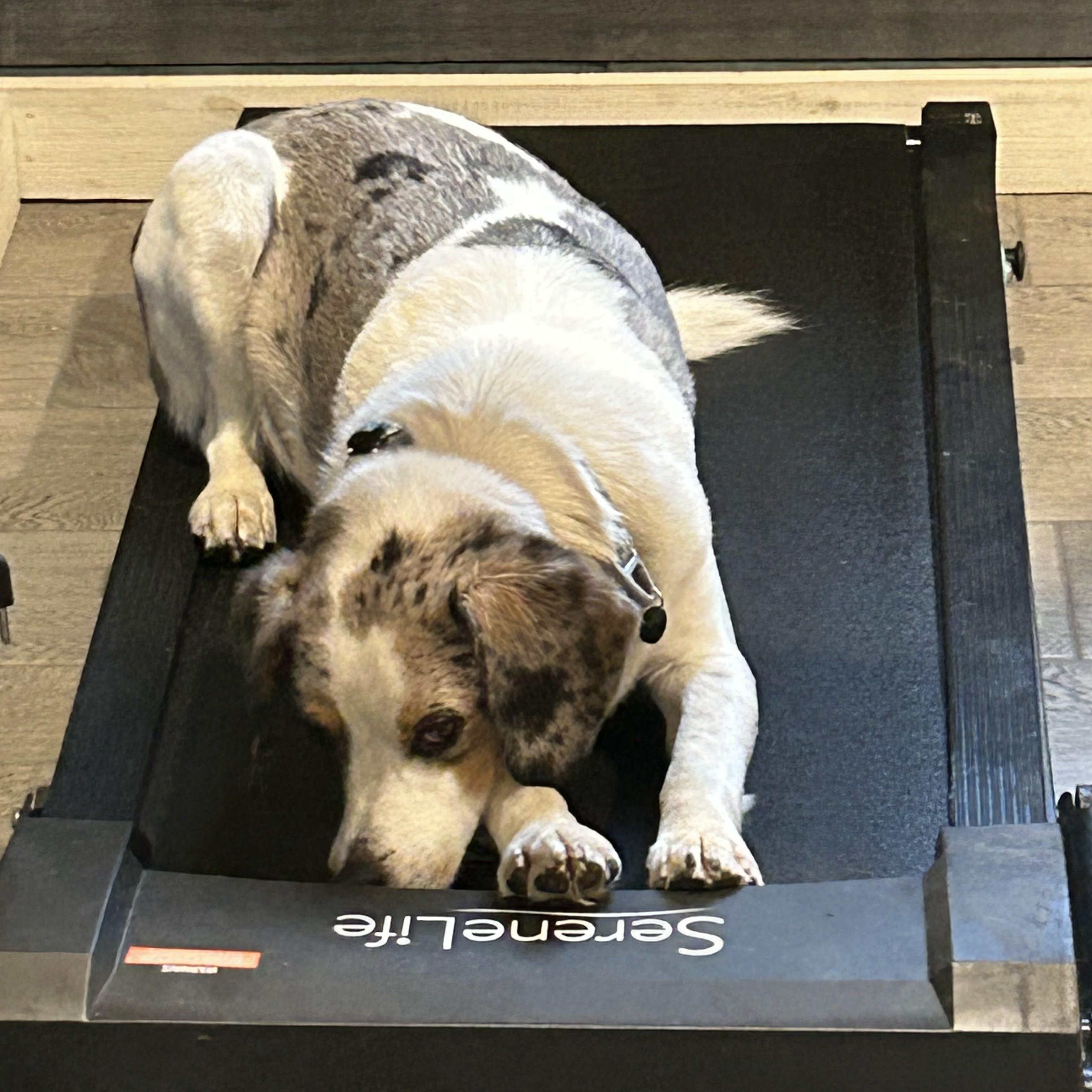 Enlarge Rex, a Adoptable mixed breed in Callaway, VA image 2/6