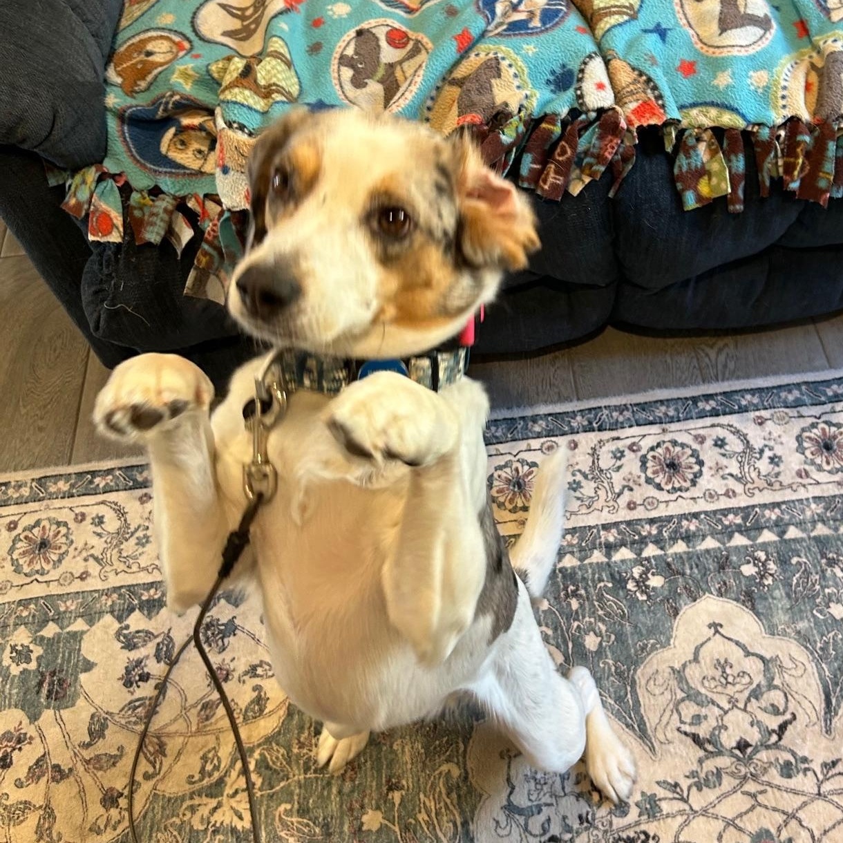 Rex, an adoptable mixed breed in Stoughton, MA image 2/3