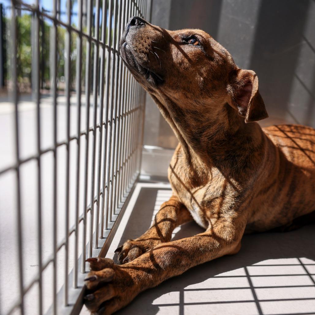 Enlarge Rusty, a Adoptable Mixed Breed in Bradenton, FL image 1/4