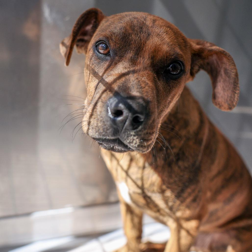 Enlarge Rusty, a Adoptable Mixed Breed in Bradenton, FL image 2/4