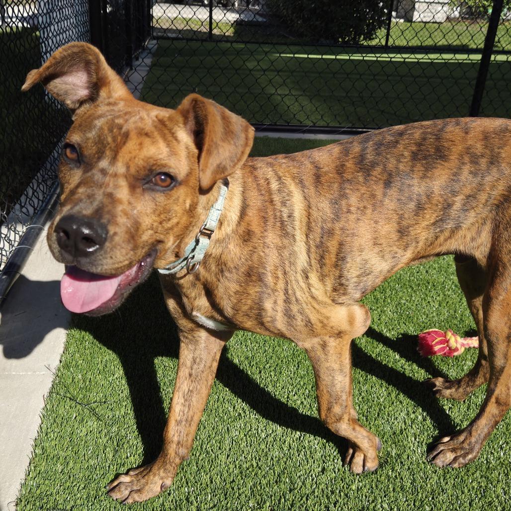 Enlarge Rusty, a Adoptable Mixed Breed in Bradenton, FL image 3/4