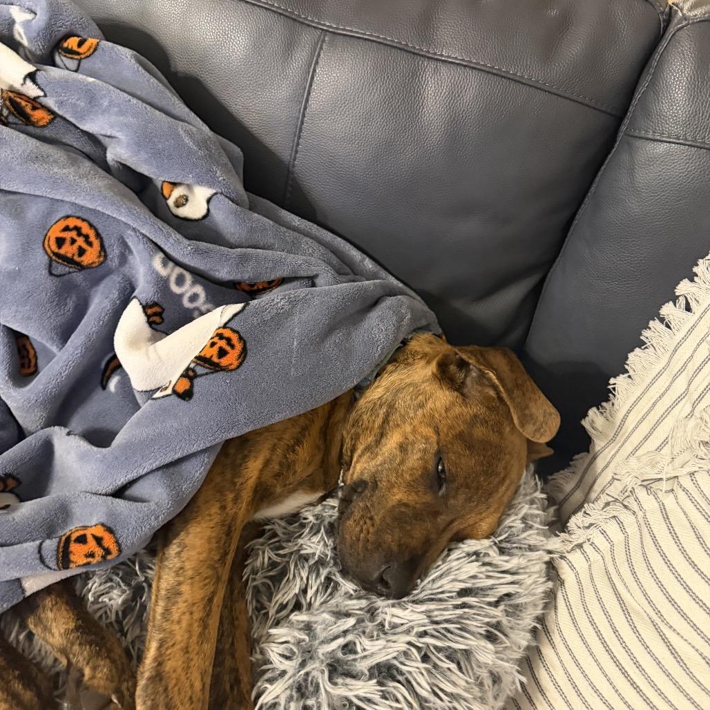 Enlarge Rusty, a Adoptable Mixed Breed in Bradenton, FL image 4/4