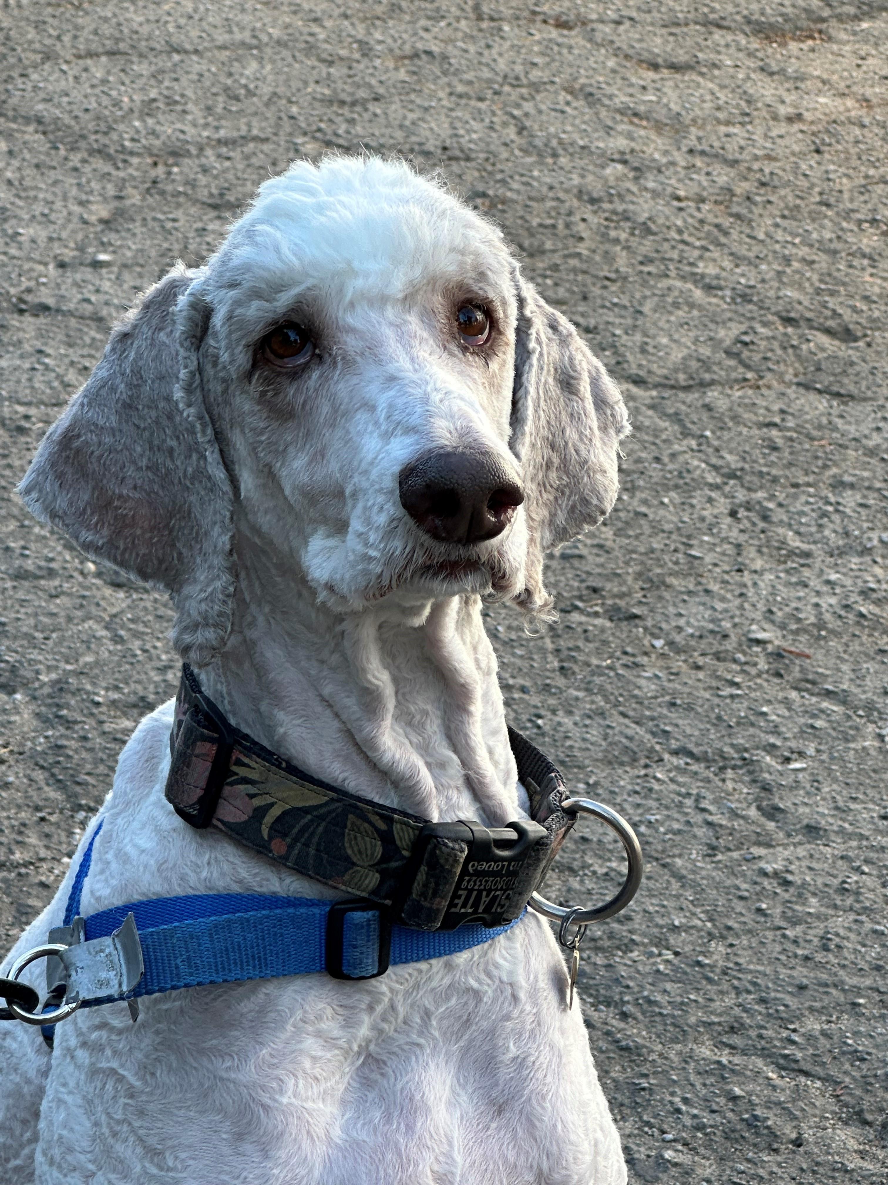 Archie