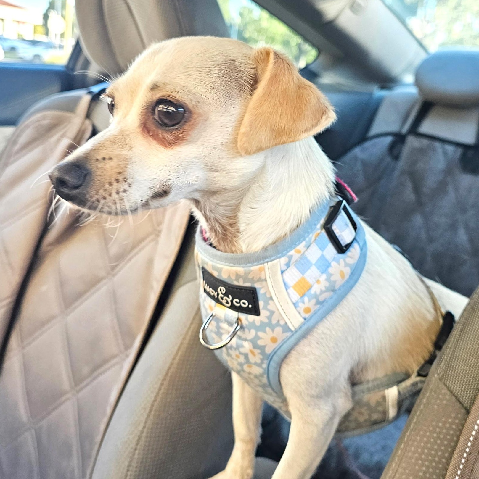 Pattie, a Adoptable mixed breed in Sun Valley, CA image 6/6