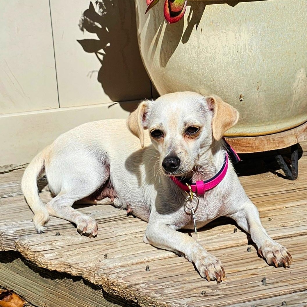 Pattie, a Adoptable mixed breed in Sun Valley, CA image 5/6