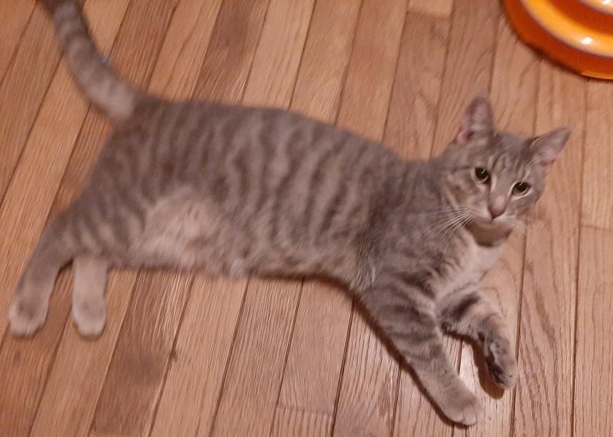 Enlarge Frankie, a Adoptable Domestic Short Hair in Bowie, MD image 1/2