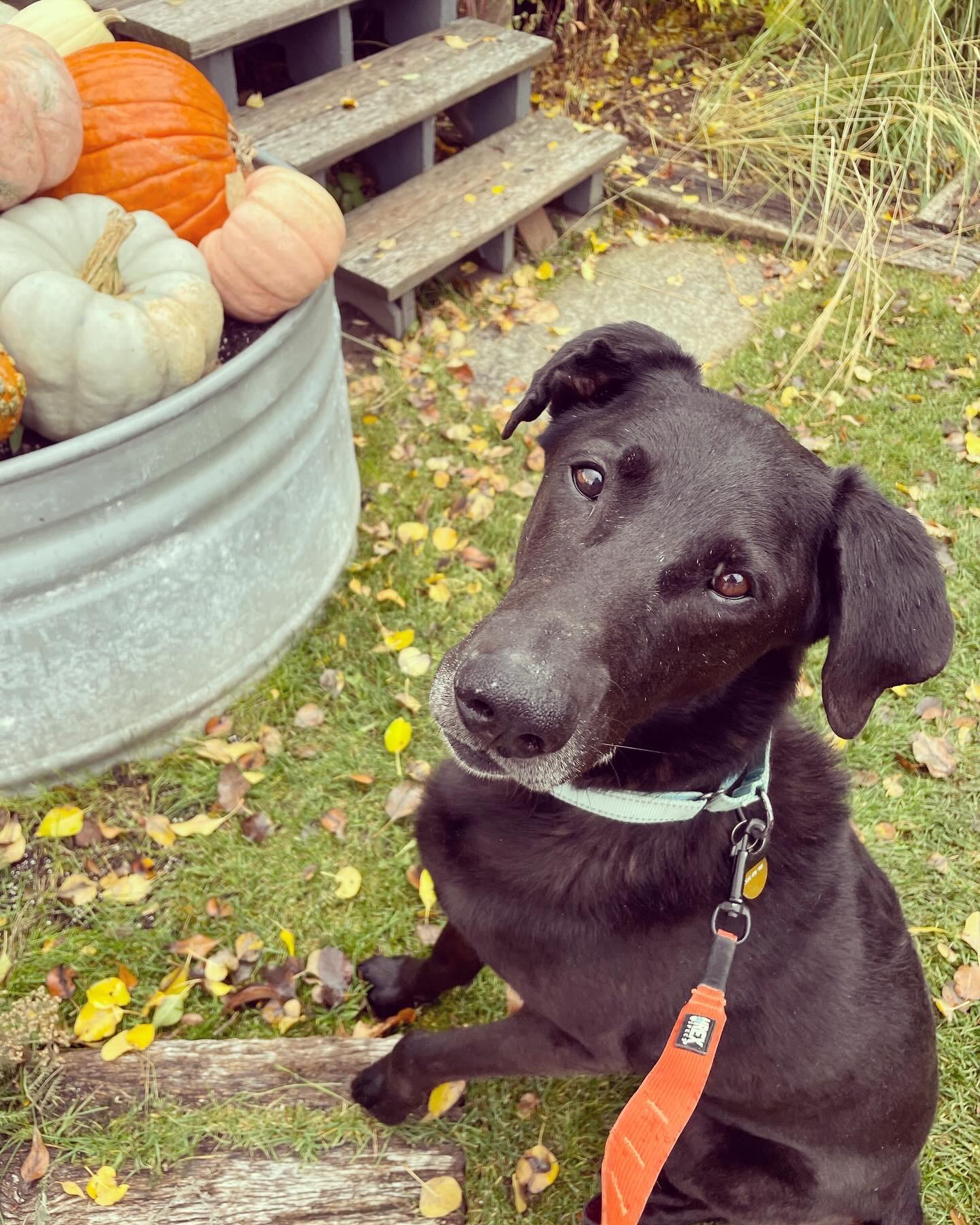 Jax, Adoptable, Senior Male Black Labrador Retriever.