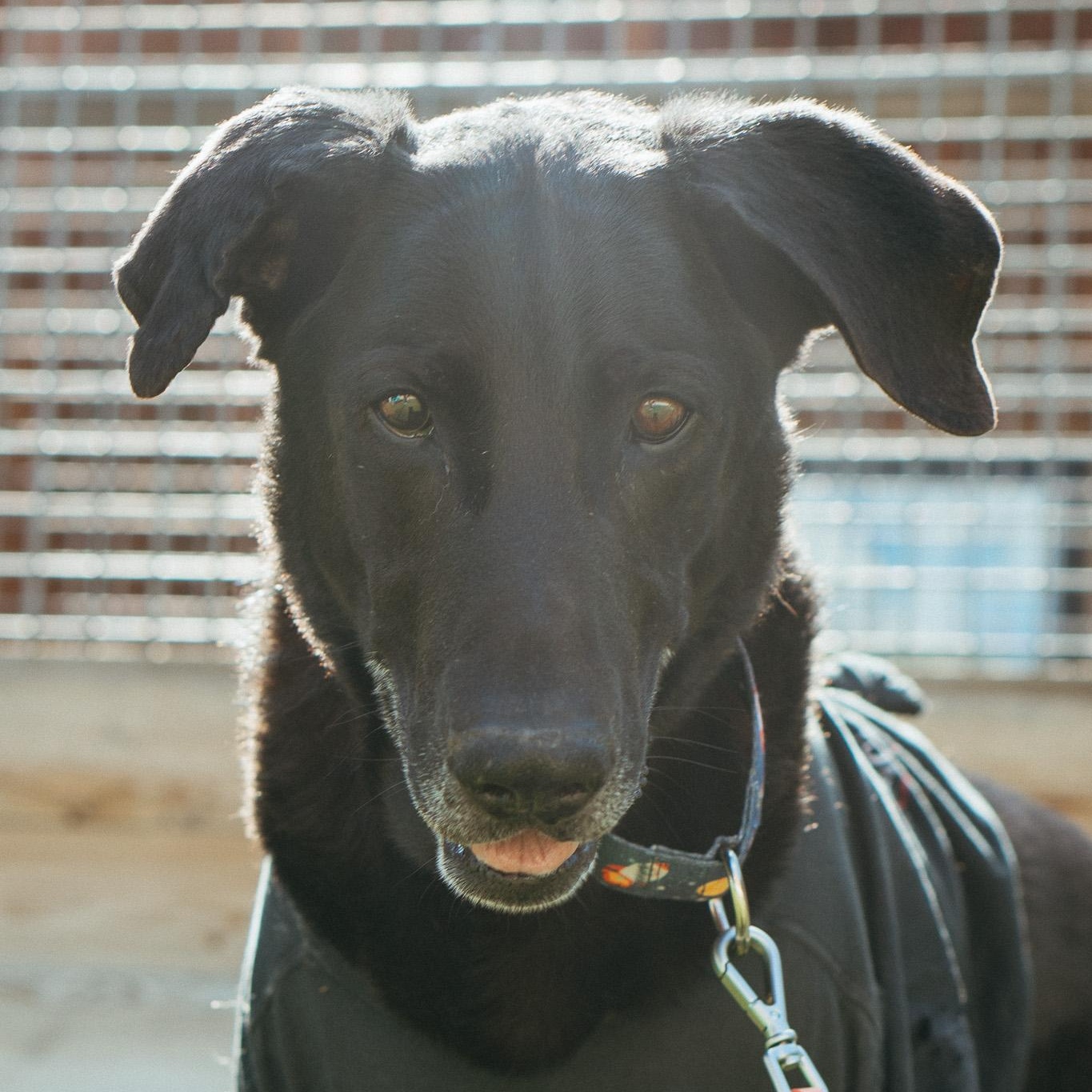 Jax photo 3