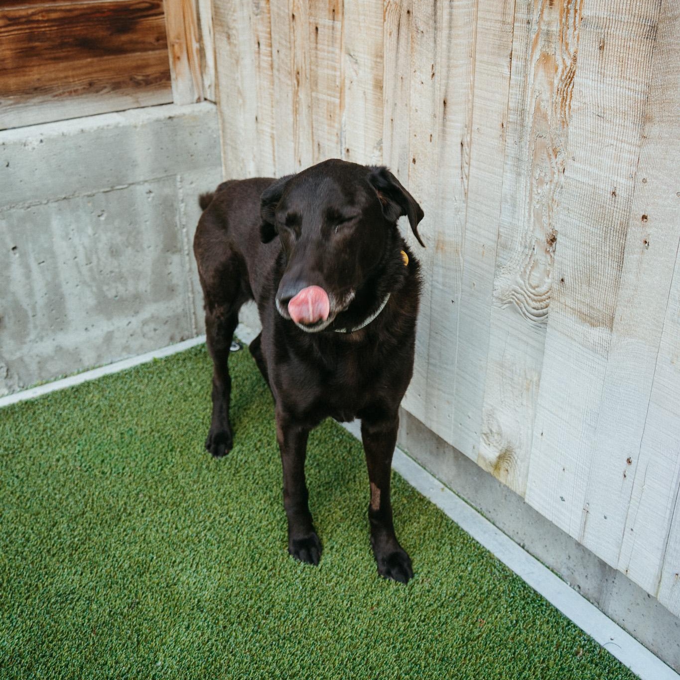 Enlarge Jax, a Adoptable mixed breed in Jackson, WY image 4/6