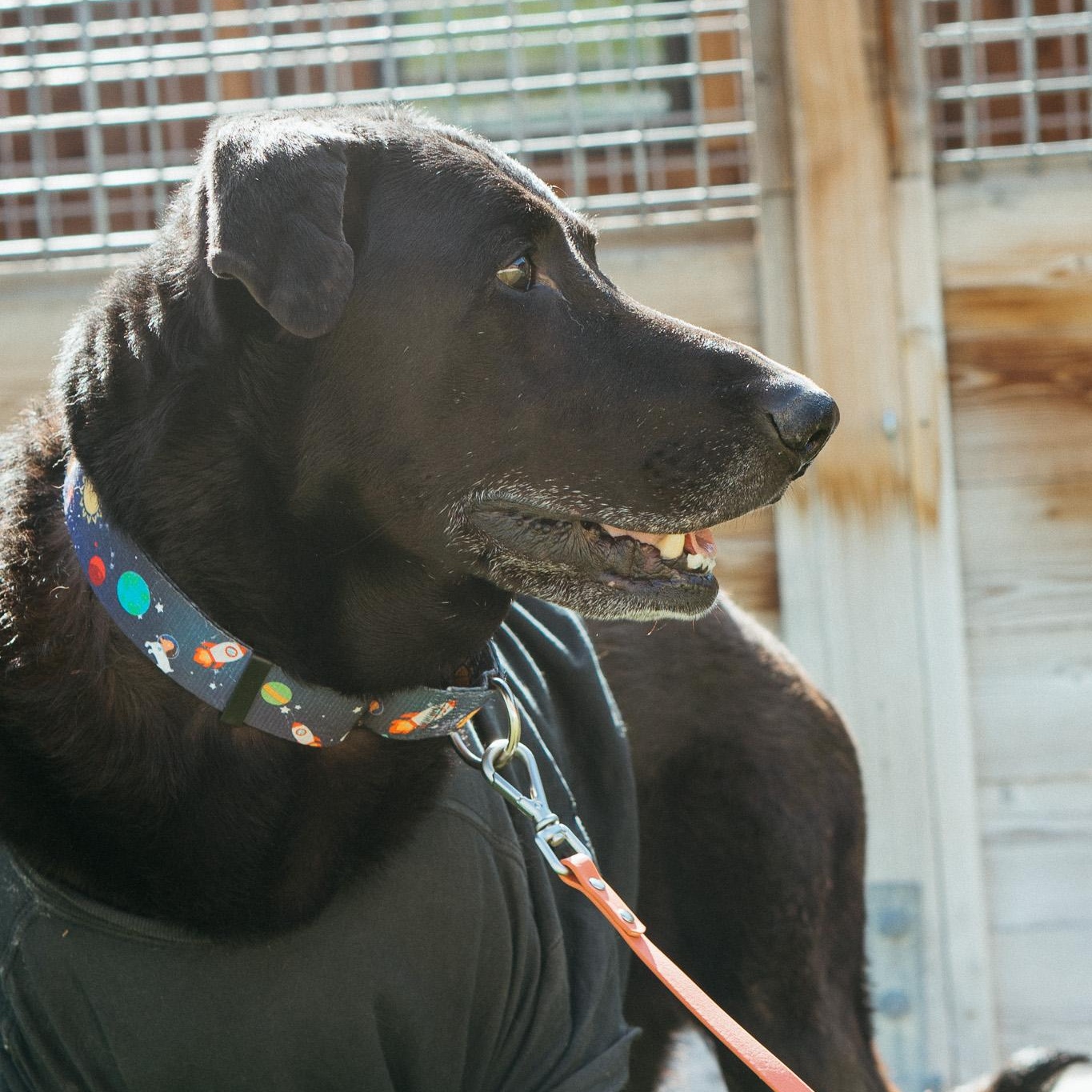 Jax, Senior Male unknown