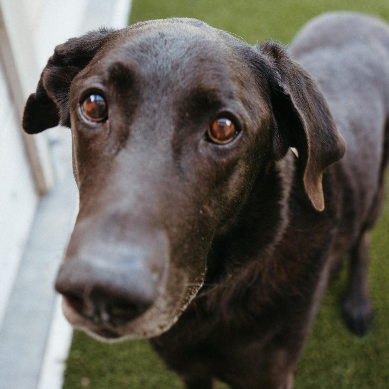 Enlarge Jax, a Adoptable mixed breed in Jackson, WY image 5/6