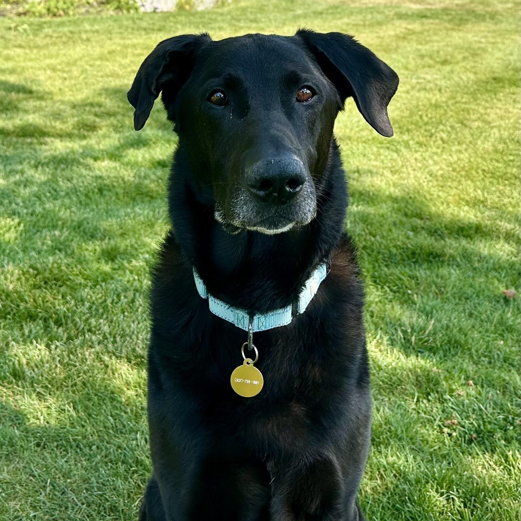 Jax, an adoptable Black Labrador Retriever in Jackson, WY, 83002 | Photo Image 1