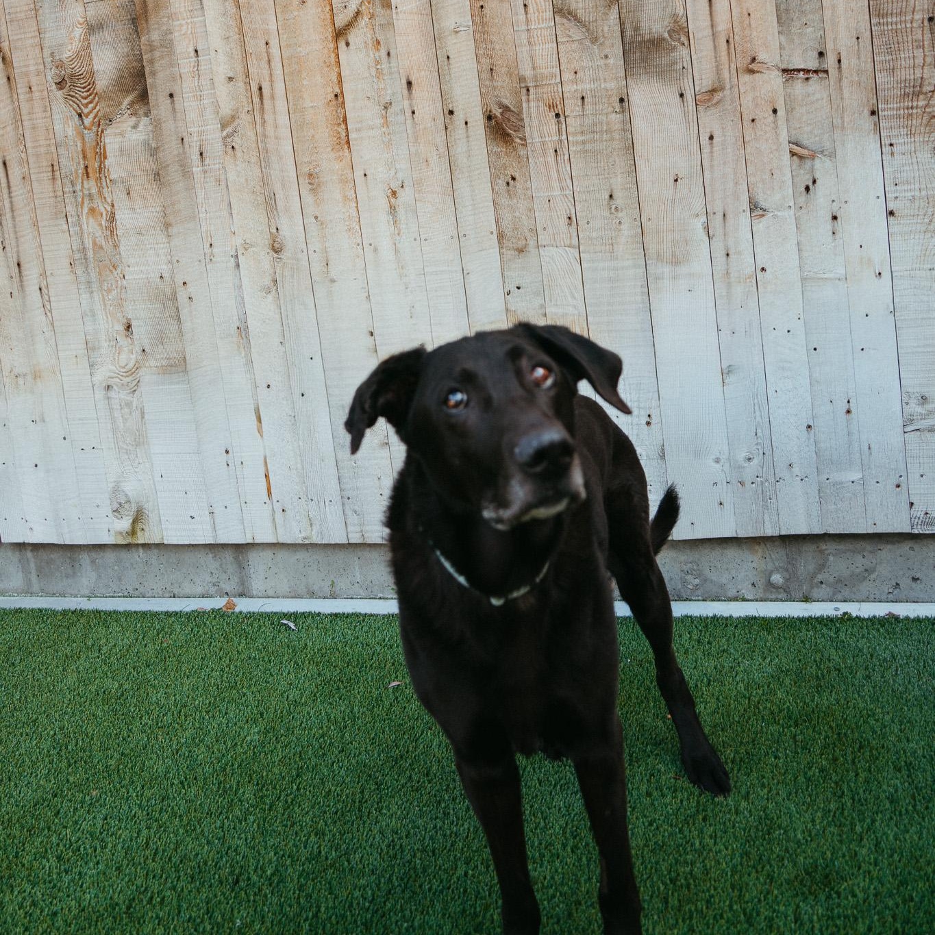 Enlarge Jax, a Adoptable mixed breed in Jackson, WY image 3/6