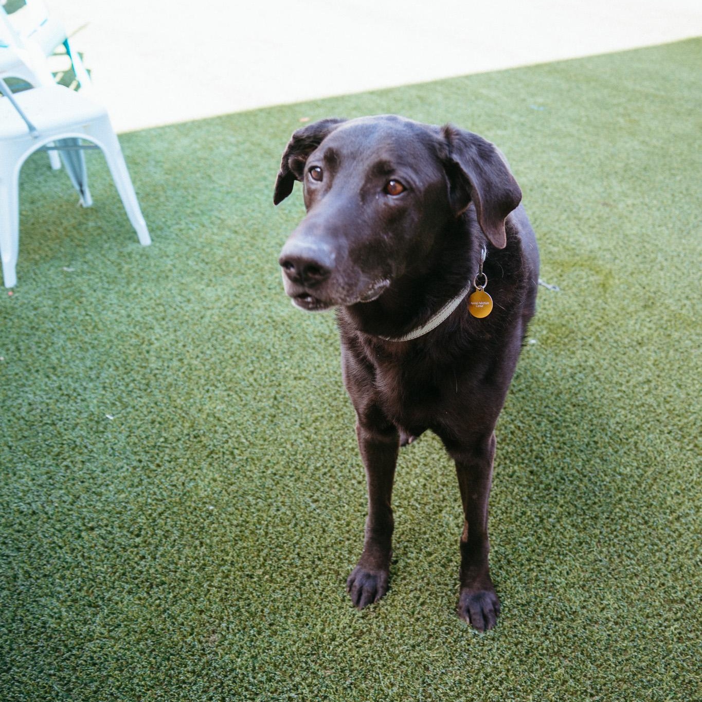 Enlarge Jax, a Adoptable mixed breed in Jackson, WY image 2/6