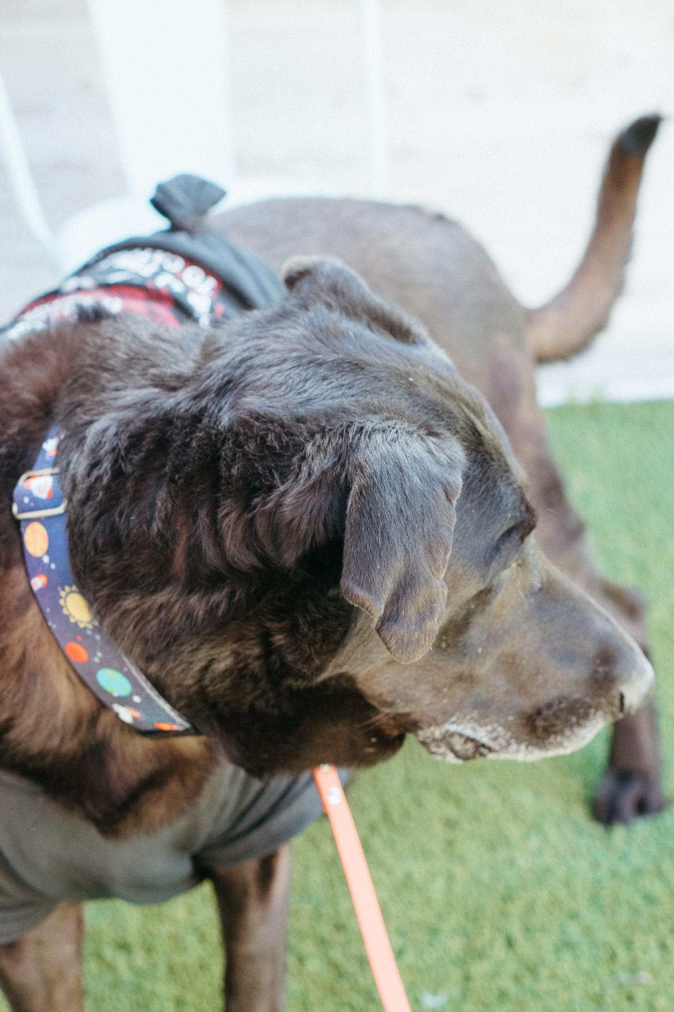Jax, an adoptable Black Labrador Retriever in Jackson, WY, 83002 | Photo Image 5